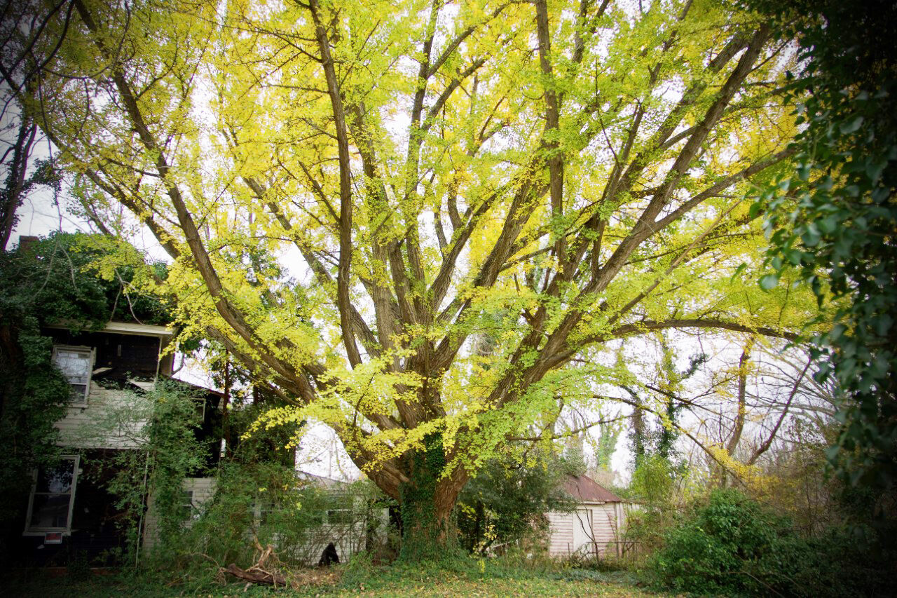 photo_ft_news_ginkgo 2_120220 edited copy.jpg